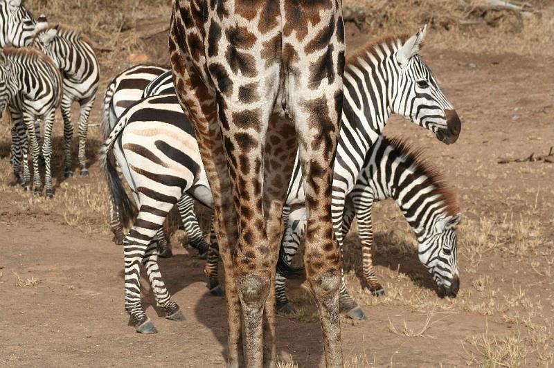 tansC011.jpg - afrikanische Muster