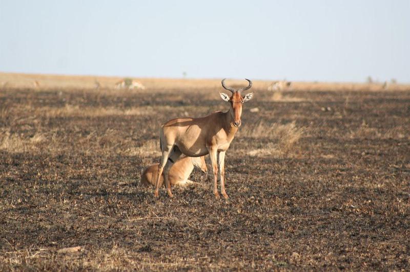 tansC017.jpg - Hartebeest (dt. Name:?)