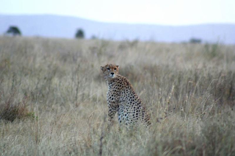 tansC018.jpg - die Geparden sind abends noch am gleichen Ort