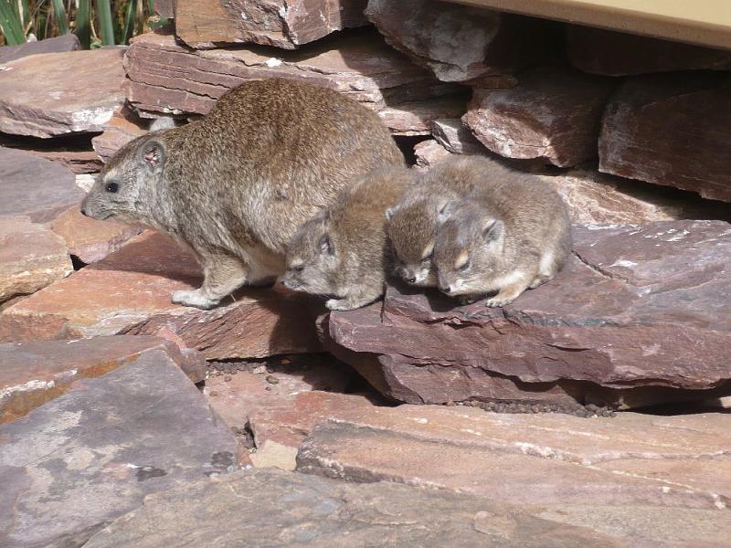 tansC031.jpg - Klippschliefer-Familie