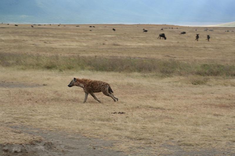 tansD001E.jpg - kaum im Krater, schon die 1. Hyäne!