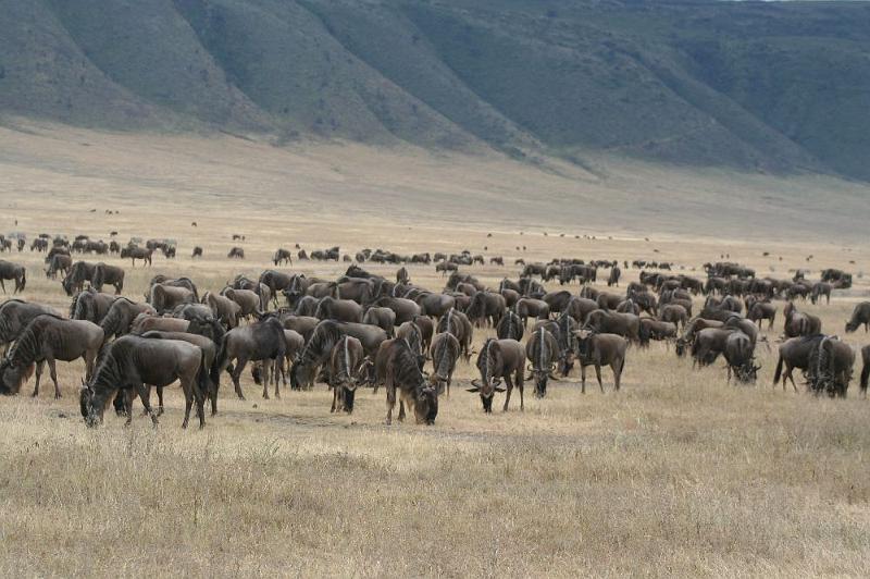 tansD003.jpg - riesige Gnuherden weiden im Krater