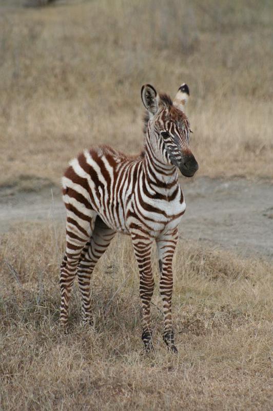 tansD006.jpg - junges Zebra
