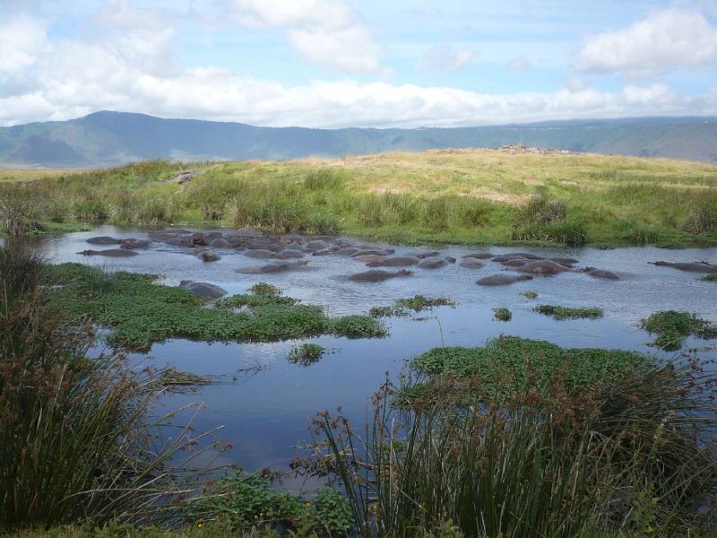 tansD010B.jpg - Hippo-Pool
