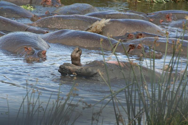 tansD011.jpg - hier beherrschen die Hippos Rollen seitwärts!