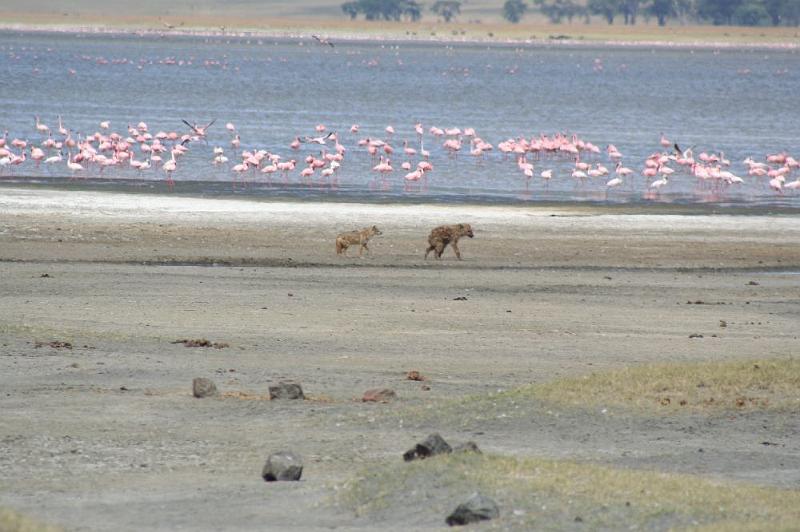 tansD012.jpg - Schakal verfolgt Hyäne vor Flamingos