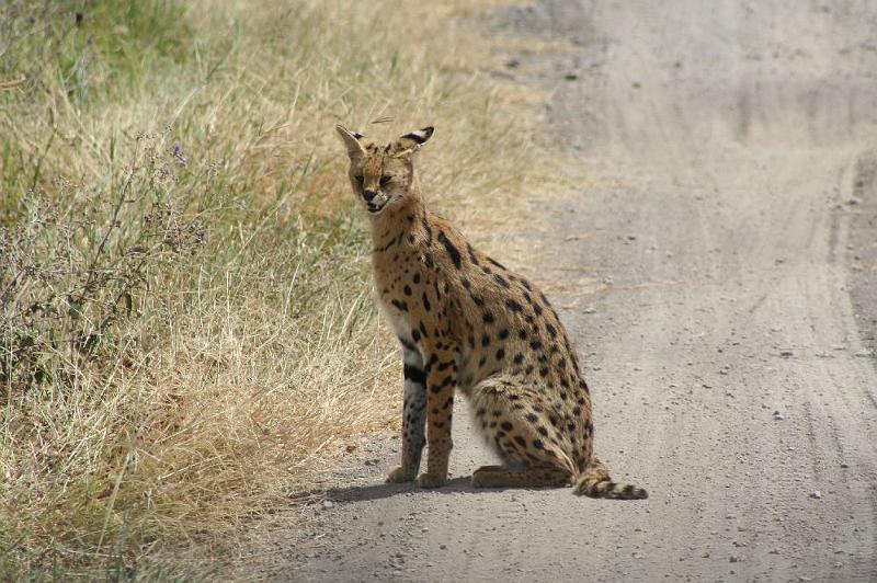 tansD013.jpg - seltene Servalkatze (eigentlich nachtaktiv)