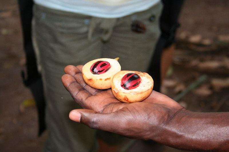 tansE003.jpg - Muskatnuss - Sansibar wird auch die Gewürzinsel genannt