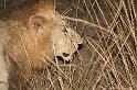sambia