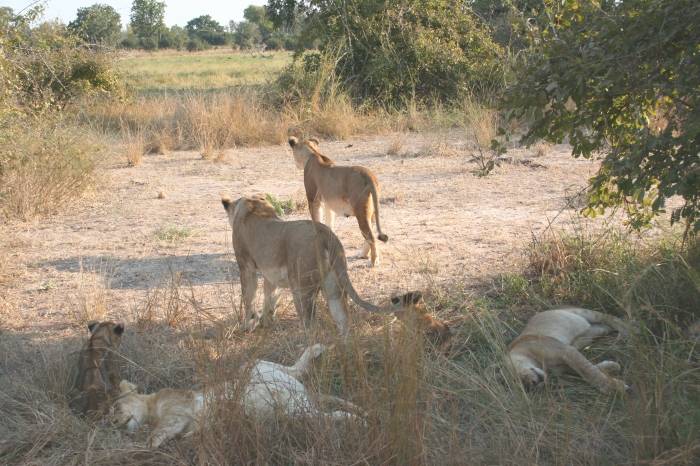 Loewen im South Luangwa NP