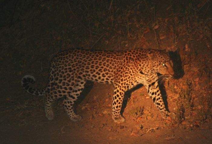 Leopard im South Luangwa NP